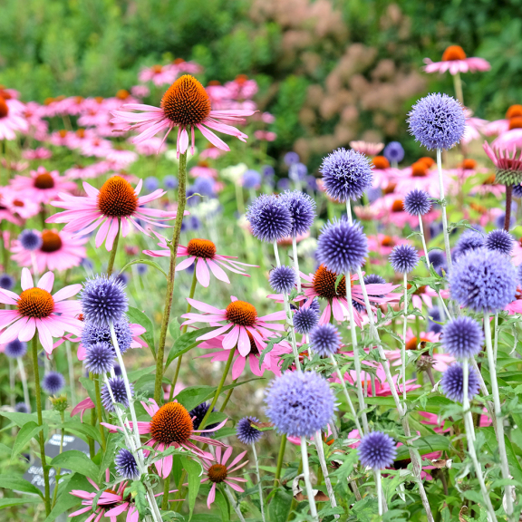 perennial herbaceous